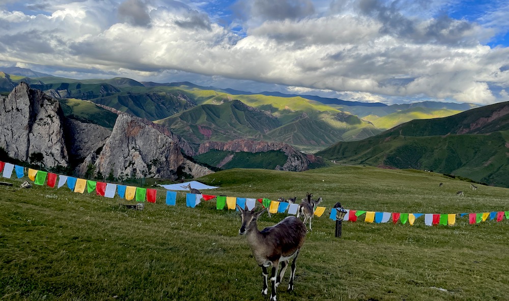 wild goats at Drakza Monastery