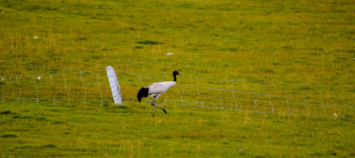 black-crane