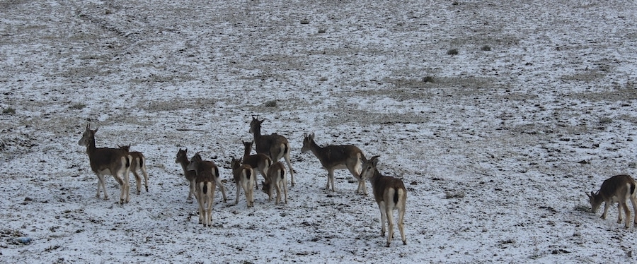 kekexili