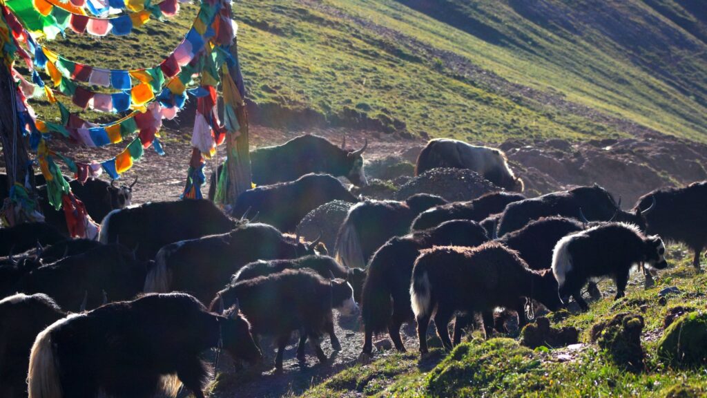 Herding yaks