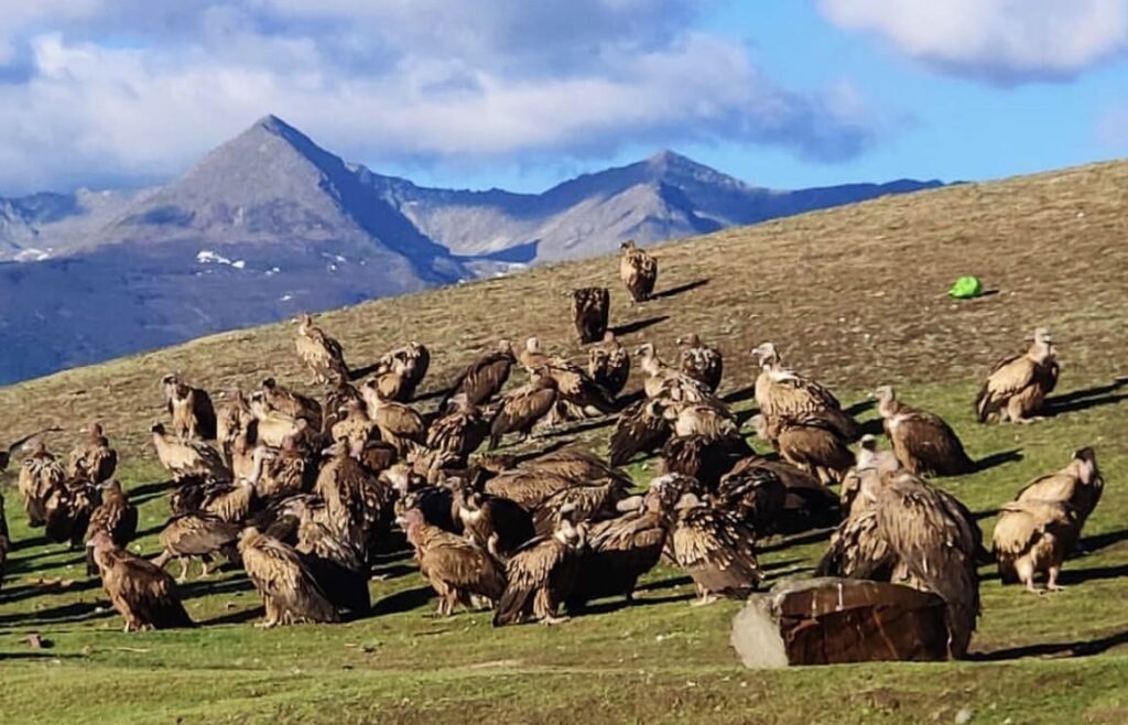 Sky Burial Ritual in Tibet