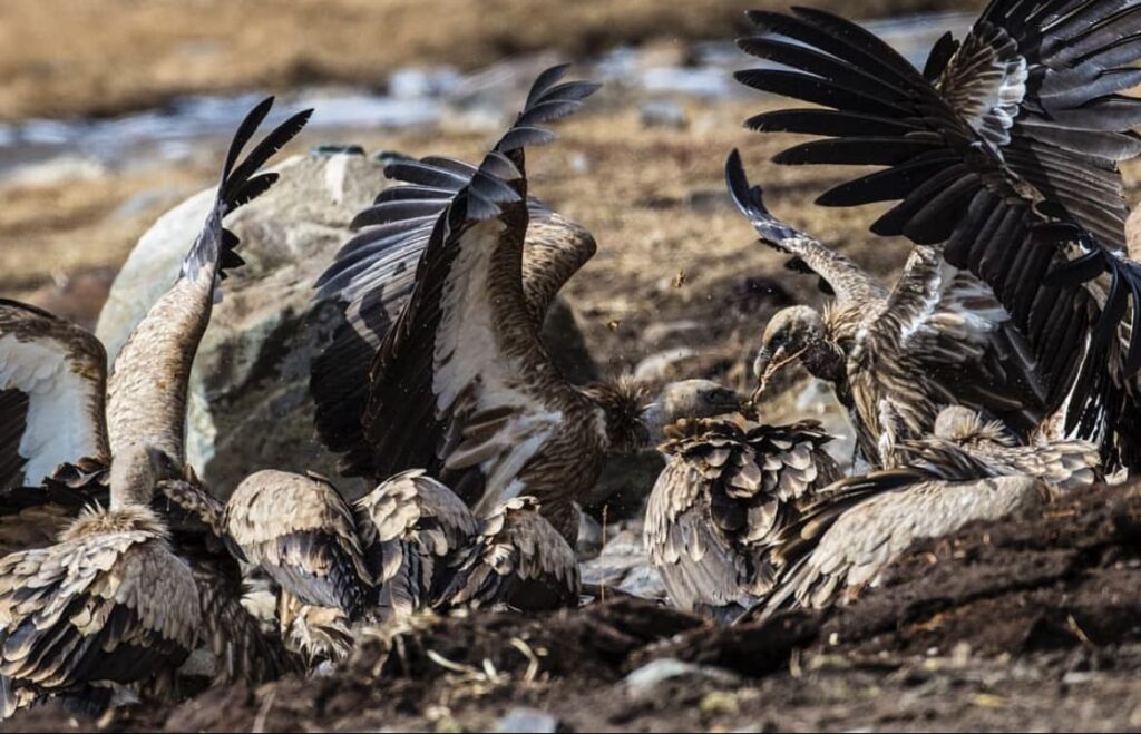 Sky Burial Ritual in Tibet