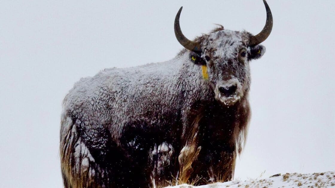 Tibetan Wild Yak