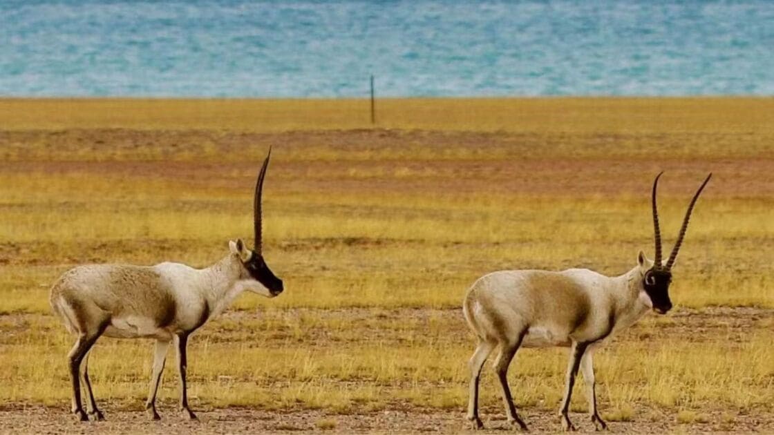 Tibet wildlife