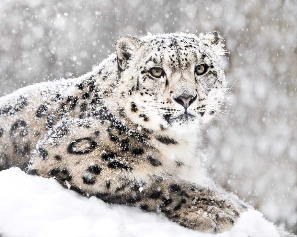 Snow leopard in Tibet