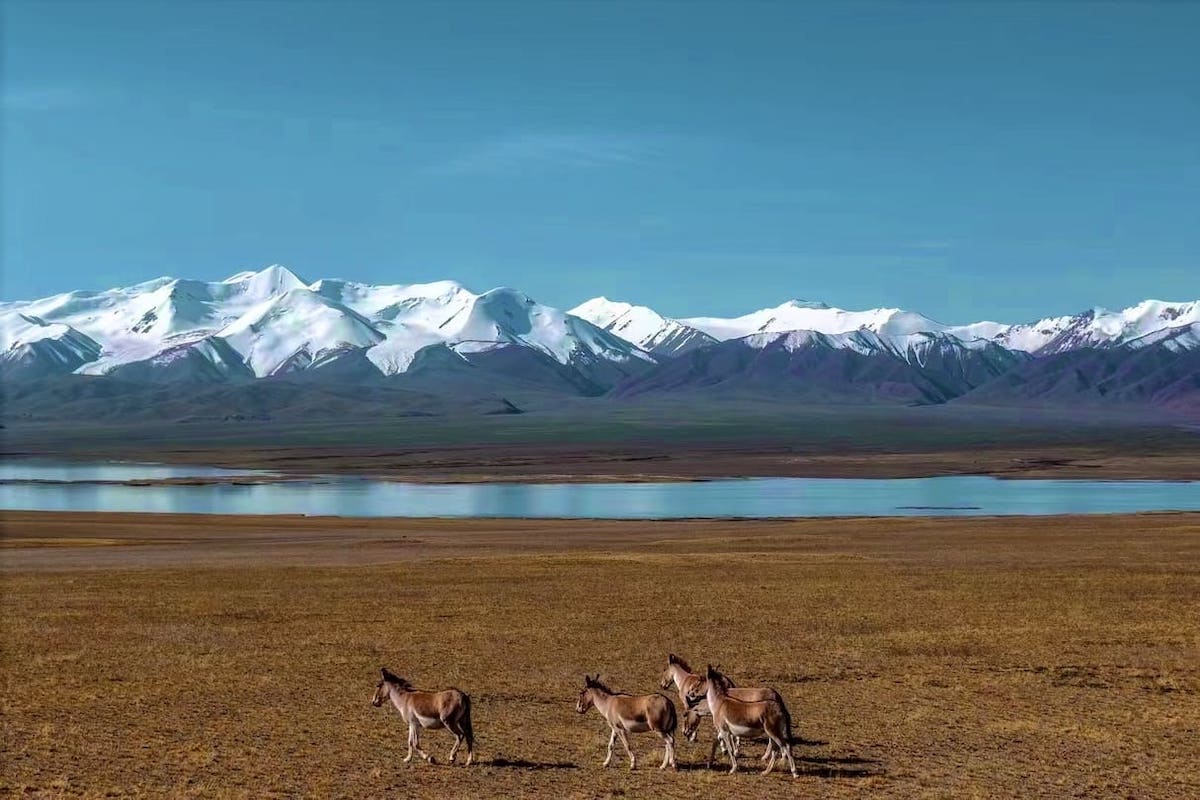 Kekexili nature reserve in Tibet-Qinghai plateau