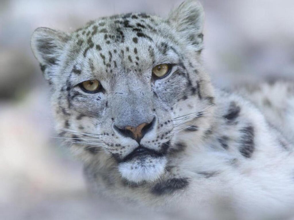 Tibetan Snow leopard