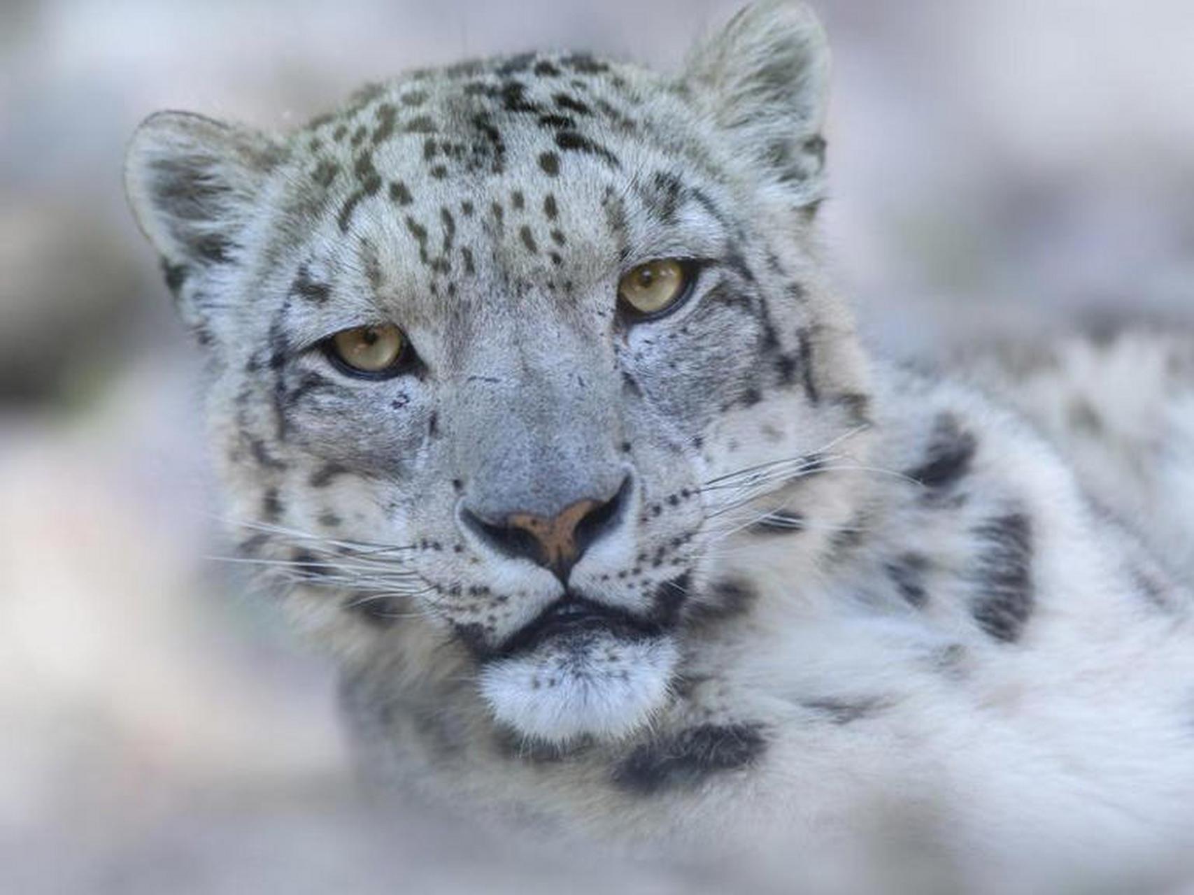 Tibetan Snow leopard